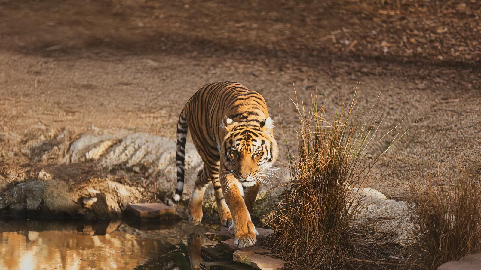Tigre du Zoo de la Palmyre